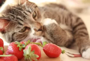 Gato Pode Comer Morango Cuidado com Este Erro Comum!