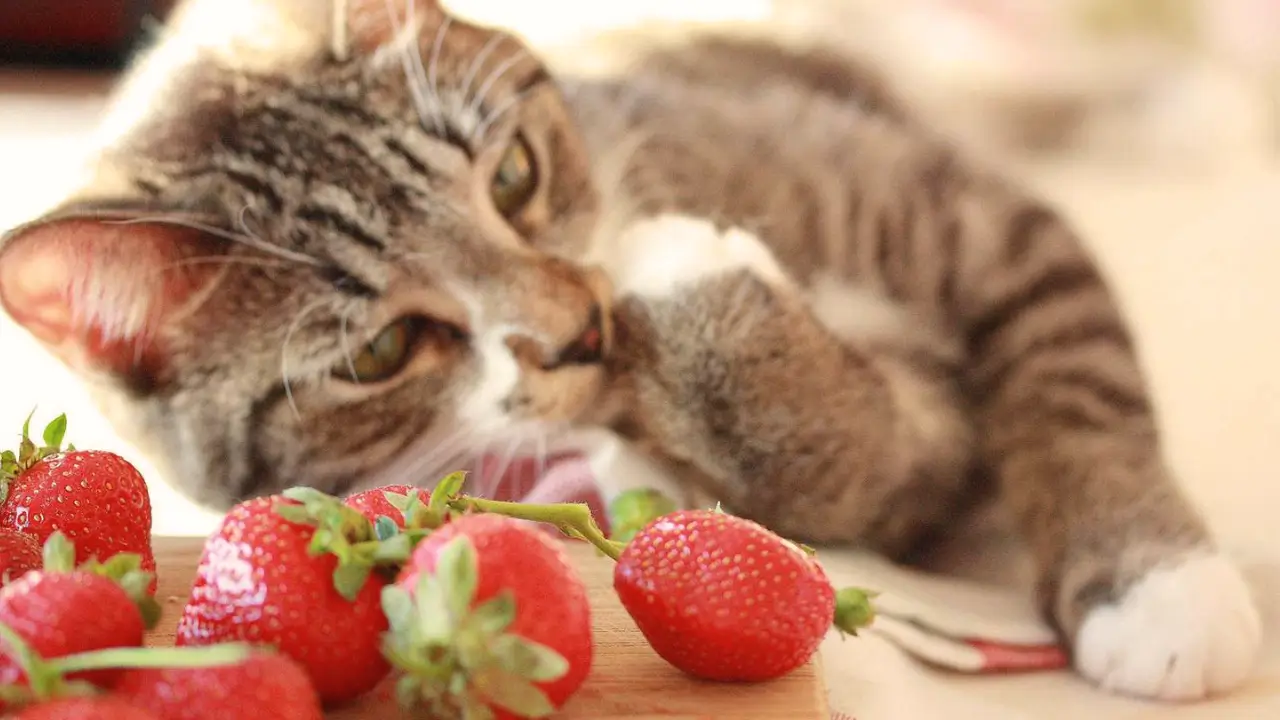 Gato Pode Comer Morango Cuidado com Este Erro Comum!