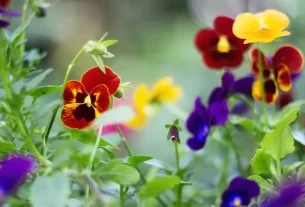 O Poder Secreto das Cores das Plantas Equilibre Corpo e Mente com Paisagismo Emocional