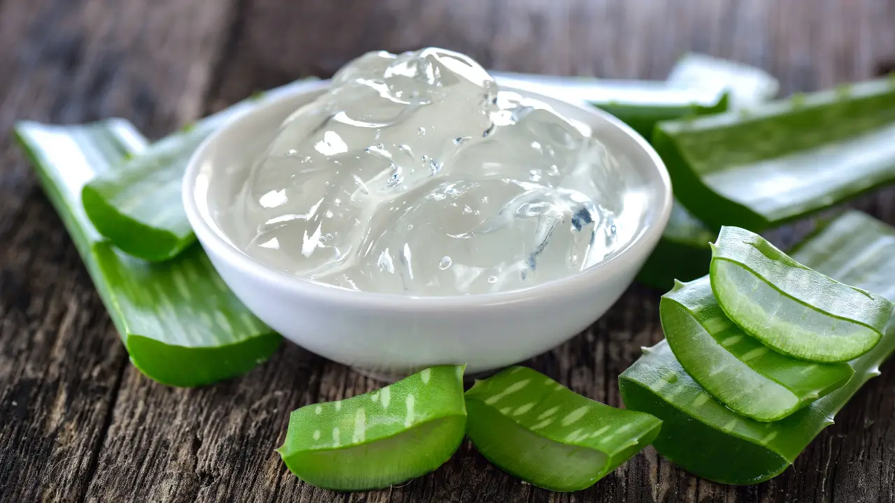 O Segredo da Aloe Vera 5 Cuidados Essenciais para Uma Planta Saudável