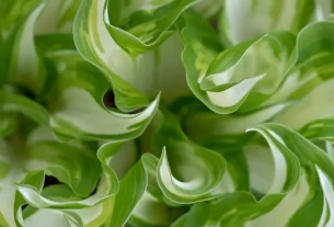 Toque que Relaxa Aprenda a Usar Plantas com Texturas para Alívio Emocional