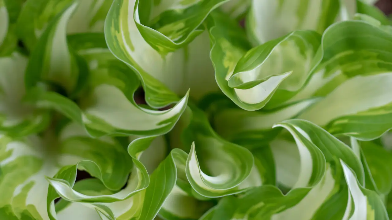 Toque que Relaxa Aprenda a Usar Plantas com Texturas para Alívio Emocional