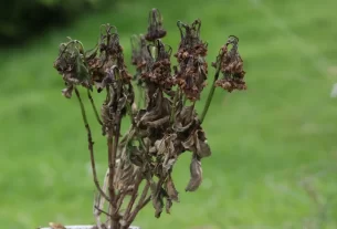 Viajou 5 Dicas para Regar Suas Plantas à Distância