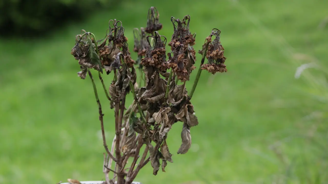Viajou 5 Dicas para Regar Suas Plantas à Distância
