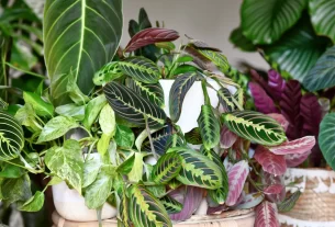 Você Sabe Como a Lua Pode Transformar Seu Jardim Mitos e Verdades na Jardinagem Lunar