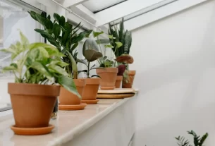 Você Sabe Quais São as Plantas de Proteção Veja as Melhores e Onde Colocar