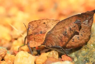 Plantas Que Fingem Ser Outra Coisa para Sobreviver