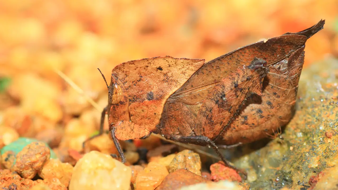Plantas Que Fingem Ser Outra Coisa para Sobreviver