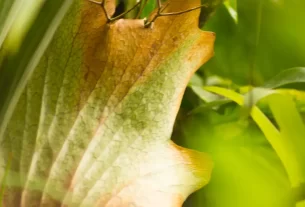 Costela de Adão Morre Fácil