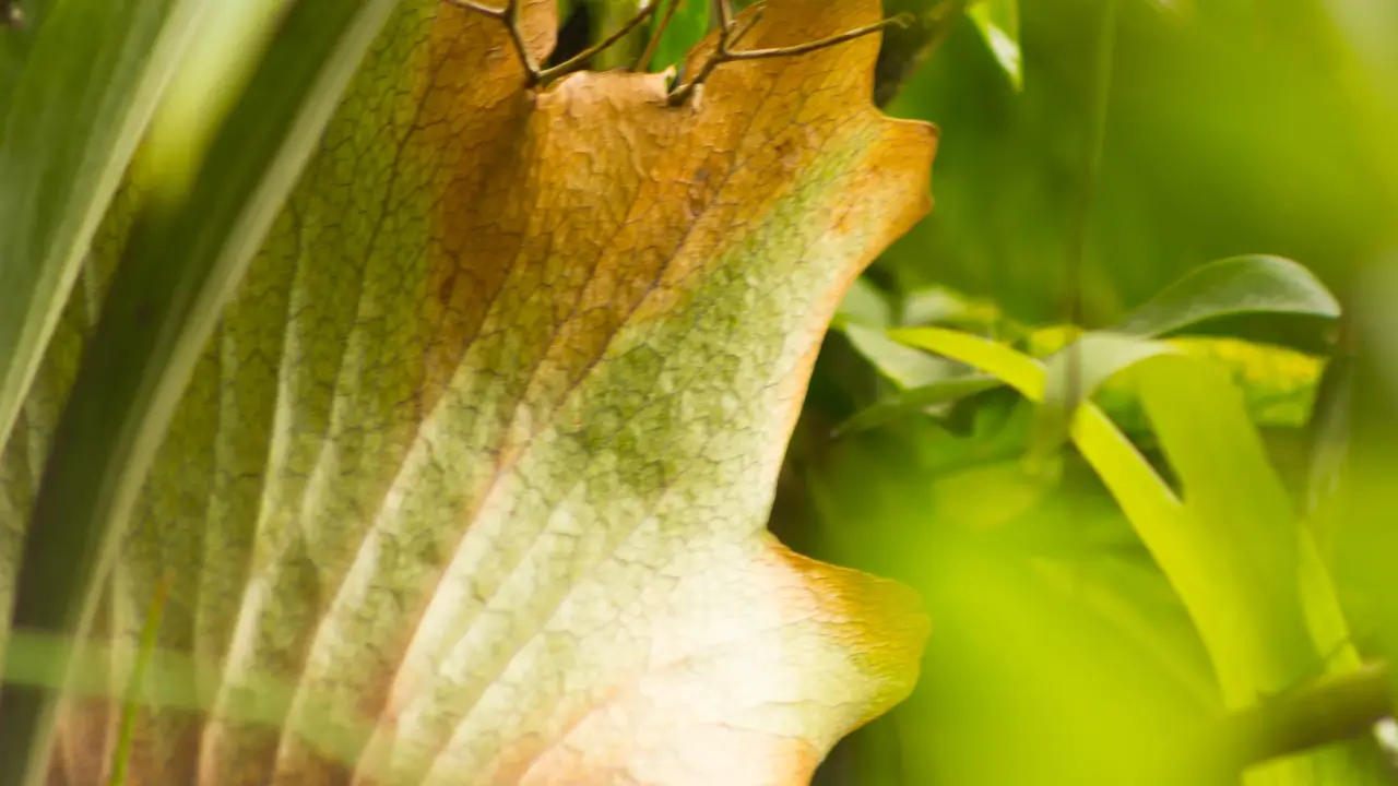 Costela de Adão Morre Fácil