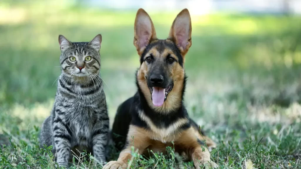 gato e cachorro