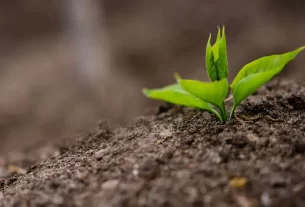 Compostar Fezes de Animais