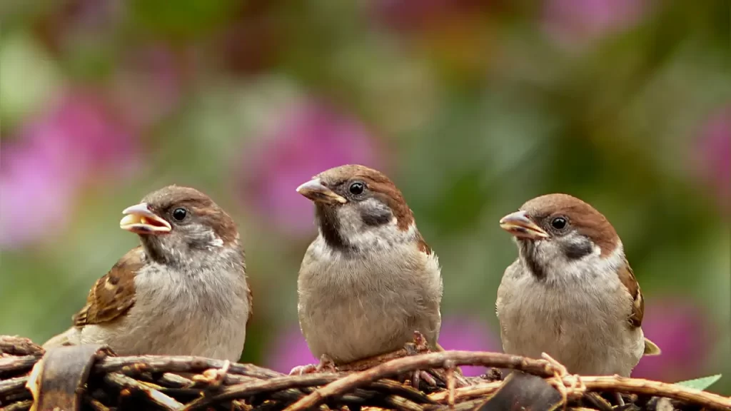 3 passarinhos no ninho