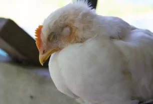 galinha aparentando ter Gripe aviária