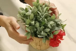 Presentes Verdes 5 Ideias Fáceis para o Dia das Mães