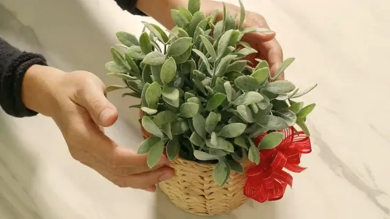 Presentes Verdes 5 Ideias Fáceis para o Dia das Mães