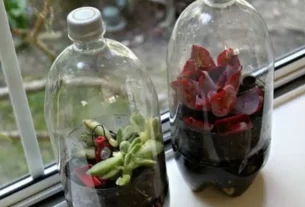Terrário em Garrafa PET