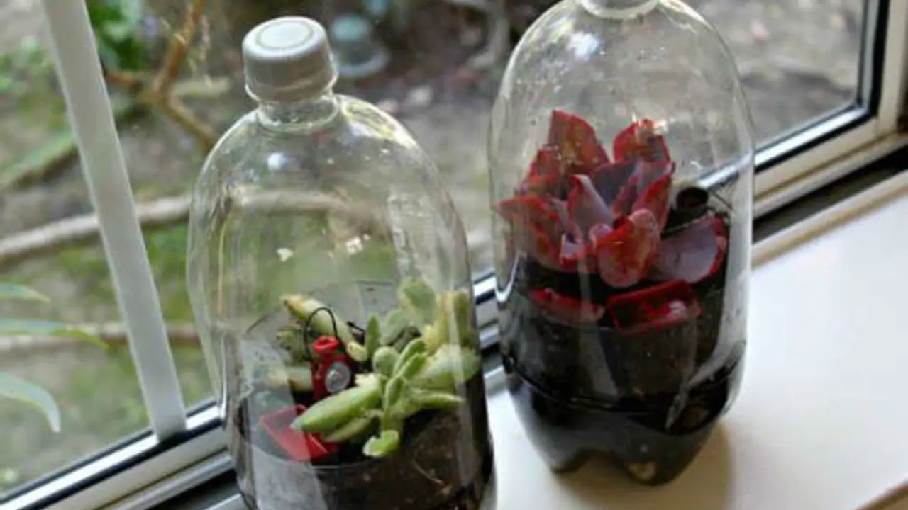 Terrário em Garrafa PET
