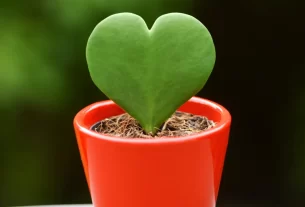 Top 5 Plantas que Simbolizam Amor de Mãe
