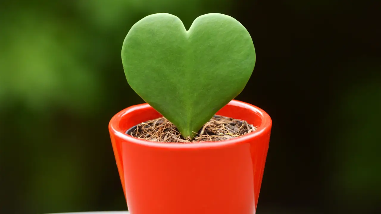 Top 5 Plantas que Simbolizam Amor de Mãe
