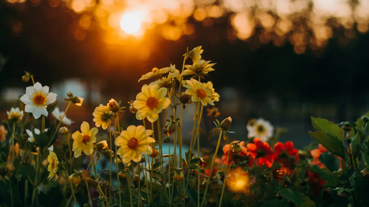 Flores Que Combinam com Cada Signo