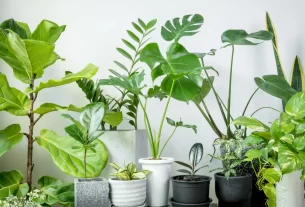 vasos de Plantas de Apartamento Perfeitas para o Inverno no Brasil