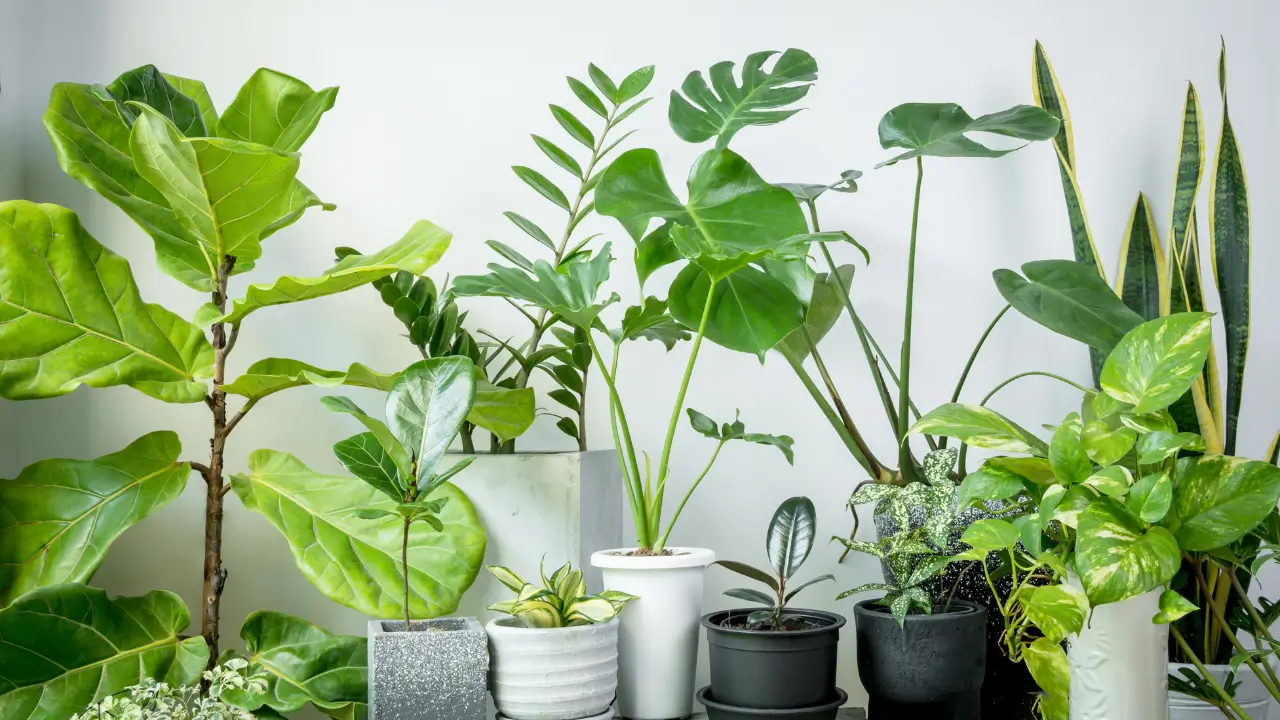 vasos de Plantas de Apartamento Perfeitas para o Inverno no Brasil