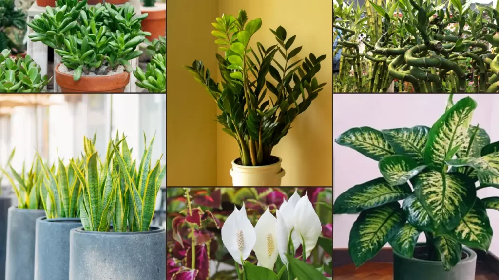 6 das 7 Plantas para Entrada segundo Feng Shui 