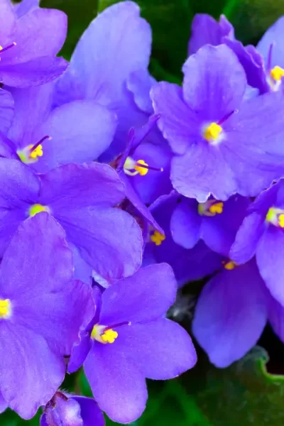 Como Cultivar Violetas em Apartamento Guia Completo 2025 