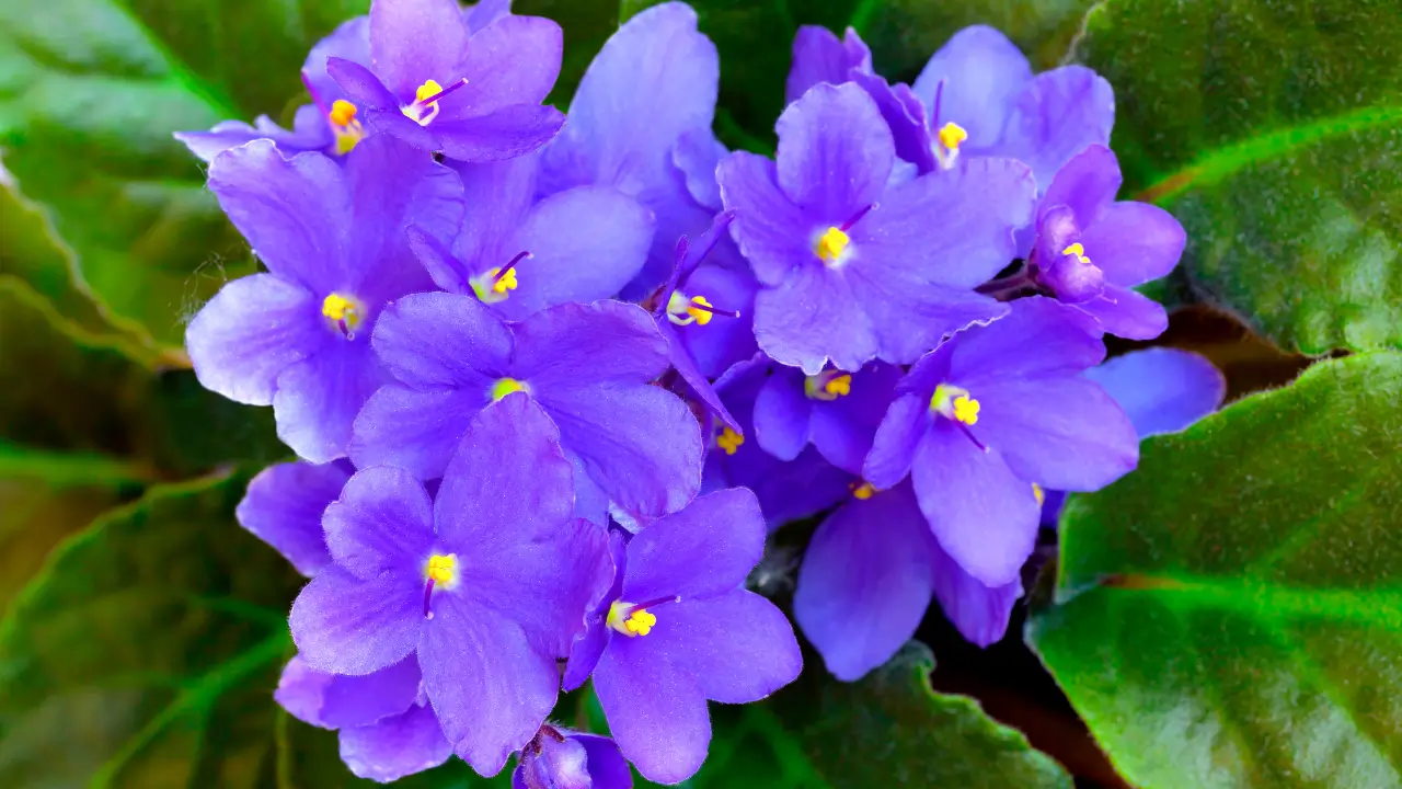 Como Cultivar Violetas em Apartamento Guia Completo 2025 
