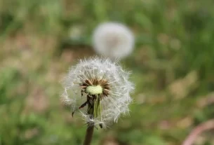 Como Evitar Ervas Daninhas em Vasos e Jardineiras