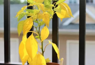 Como Salvar uma Planta Afogada