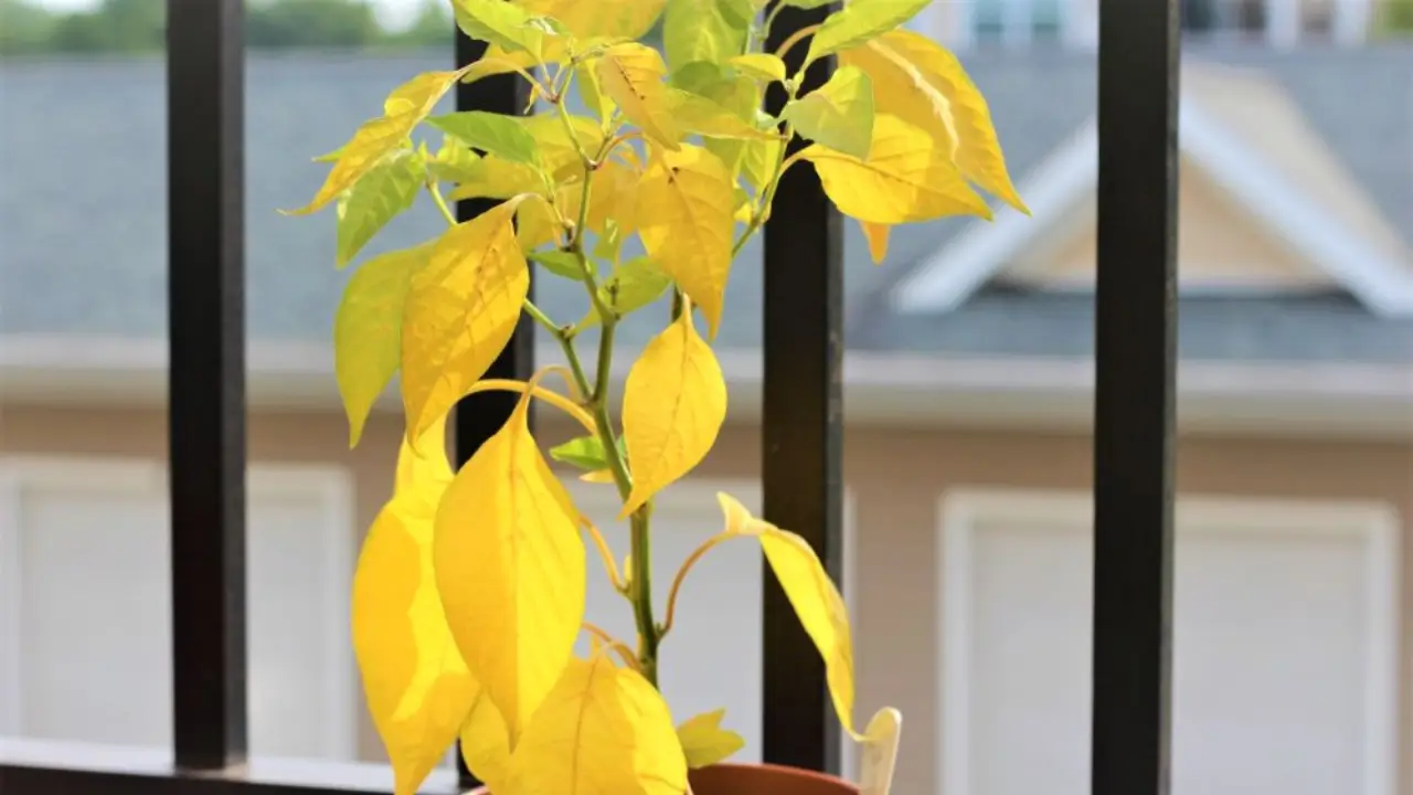 Como Salvar uma Planta Afogada
