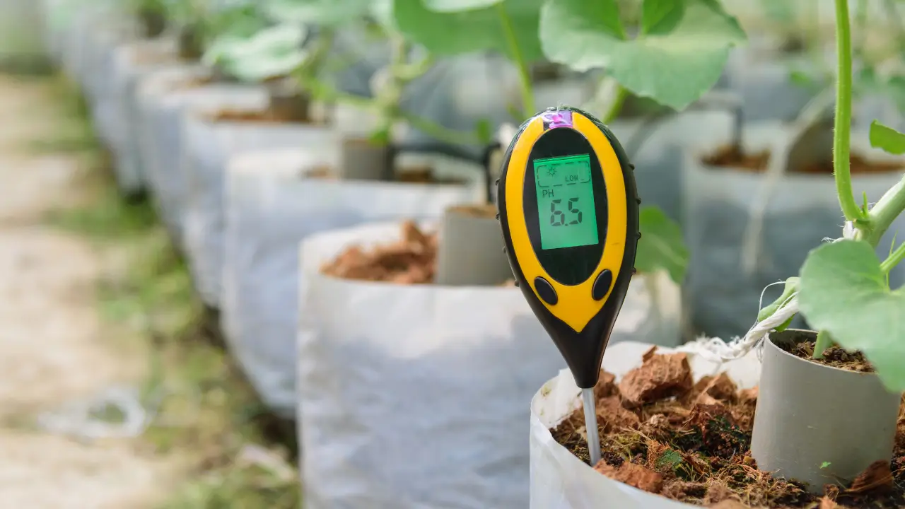 Como Testar o pH do Solo em Casa com Facilidade 
