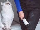 Dicas Infalíveis para Remover Pelos de Pets 