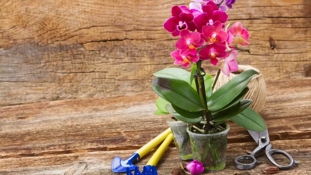 ferramentas para replantar orquídeas