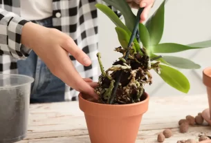 Replantando Orquídeas