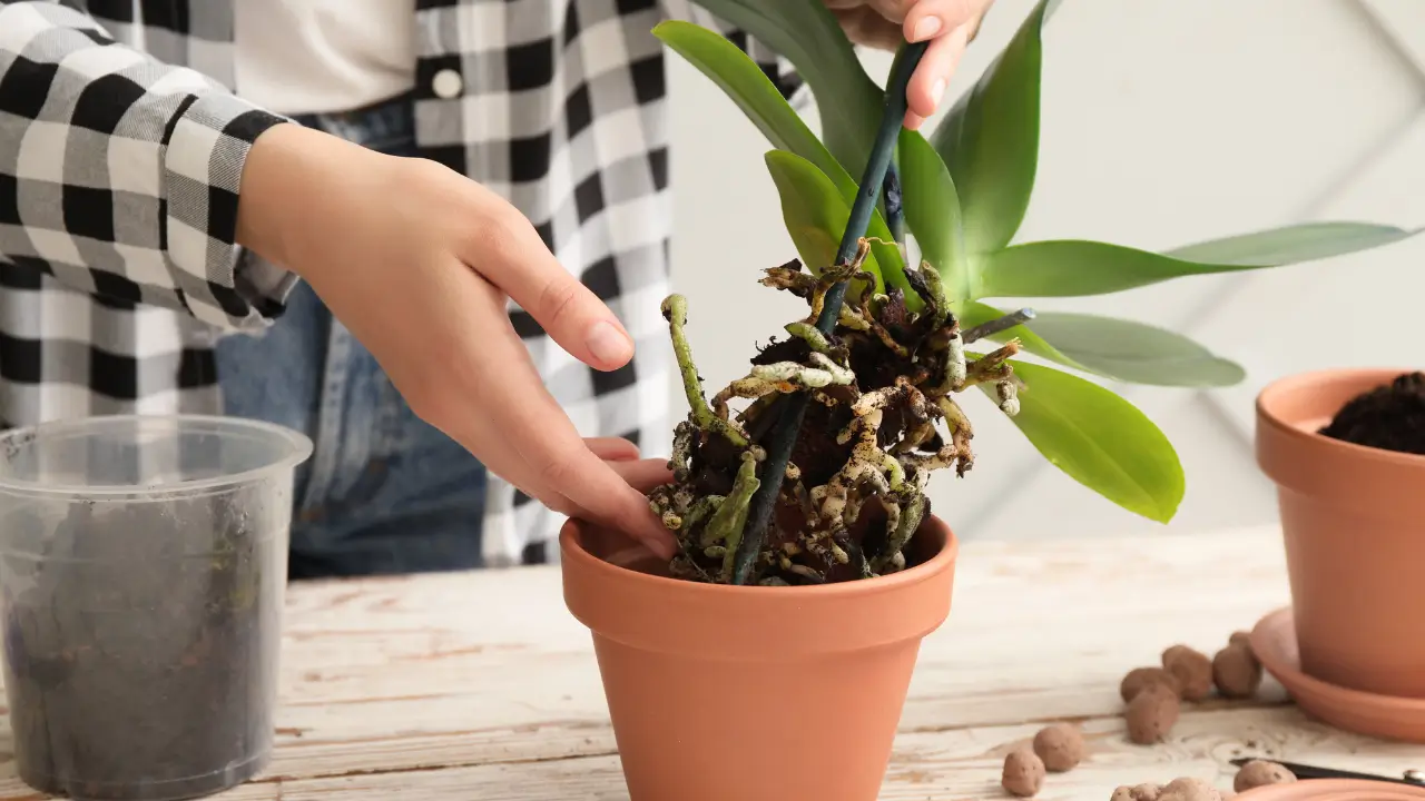 Replantando Orquídeas