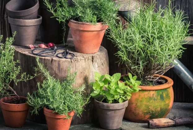 Ervas Medicinais para Gripes, Resfriados e Rinite no Inverno