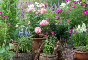 Plantas Cottage Perfeitas para Vasos Pequenos