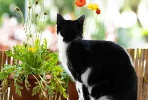 Plantas que Afastam Gatos na Varanda
