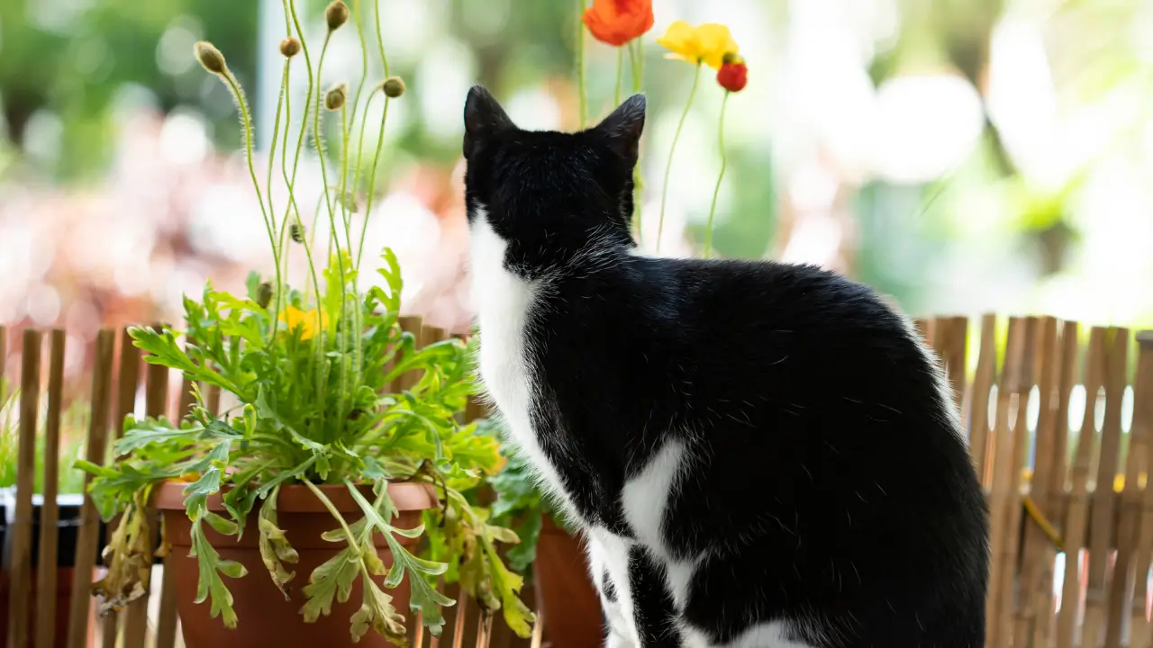 Plantas que Afastam Gatos na Varanda
