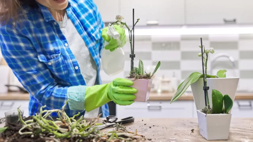 mulher regando orquidea