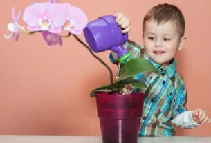 Pode Regar Orquídea à Noite
