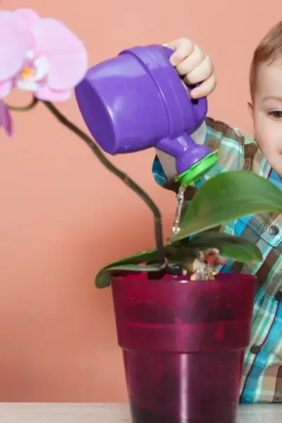 Pode Regar Orquídea à Noite