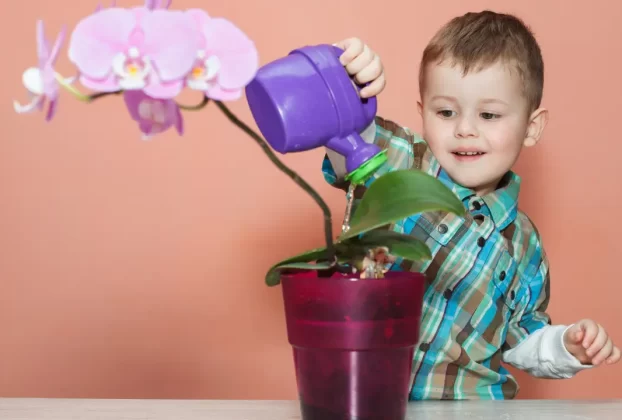Pode Regar Orquídea à Noite