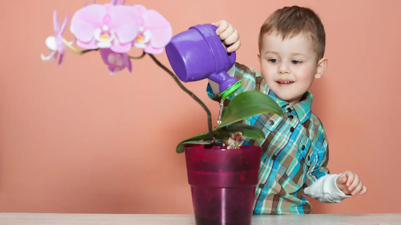 Pode Regar Orquídea à Noite