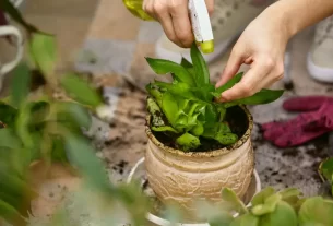 Por que vinagre, água sanitária e água oxigenada podem salvar jardins