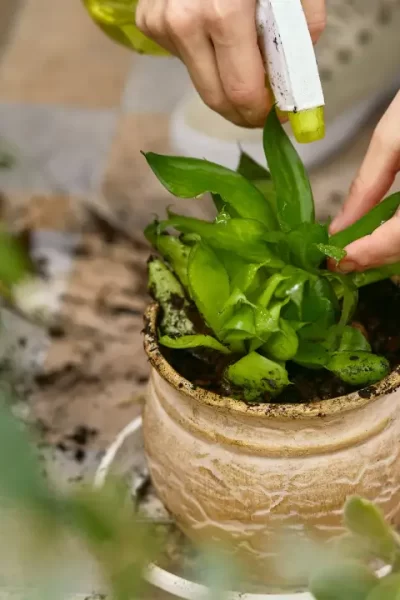 Por que vinagre, água sanitária e água oxigenada podem salvar jardins