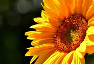 flor no Sol o Dia Todo